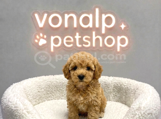 Mall Of İstanbul Vonalpten Malti̇poo Yavrular
