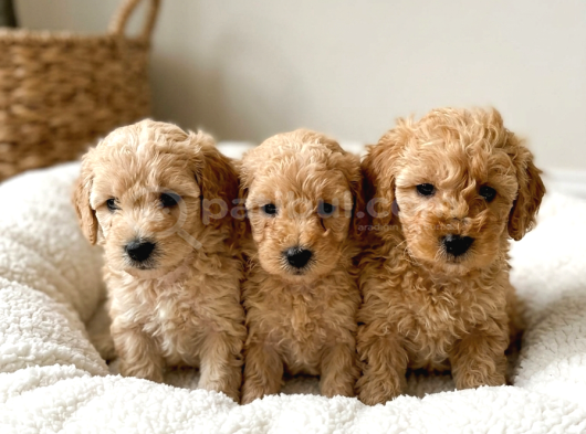 Mall Of İstanbul Vonalpten Malti̇poo Yavrular görsel