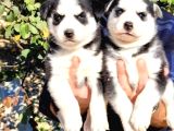 A kalite safkan husky bebekler