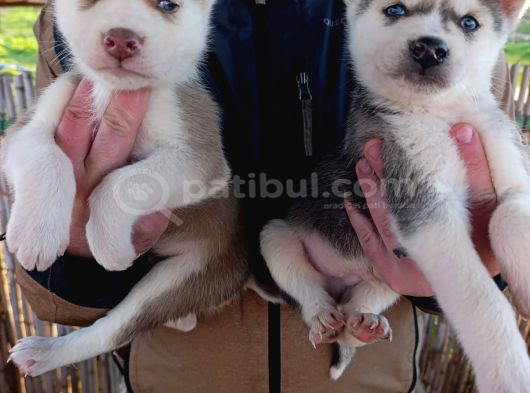 A Kalite Safkan Husky Bebekler görsel
