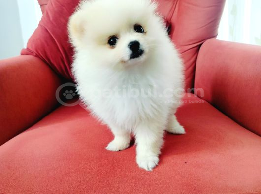 Pomeranian Yavruları görsel