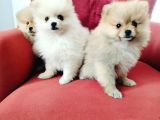 Pomeranian Yavruları