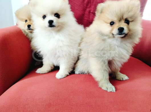 Pomeranian Yavruları görsel