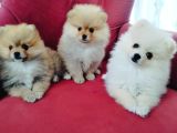 Pomeranian Yavruları