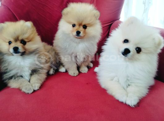 Pomeranian Yavruları görsel