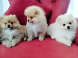 Pomeranian yavruları