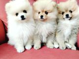 Pomeranian Yavruları