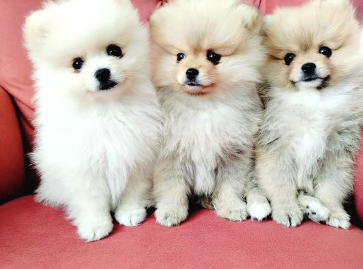 Pomeranian Yavruları görsel