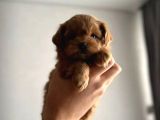 Teacup Kore Matipoo Yavrular