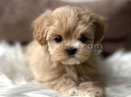 Teacup kore matipoo yavrular
