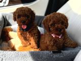Red Brown Toy Poodle Yavrular