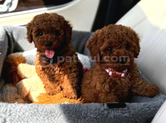 Red Brown Toy Poodle Yavrular