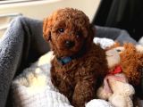 Red Brown Toy Poodle Yavrular