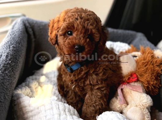 Red Brown Toy Poodle Yavrular görsel