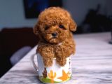 Kore Kan Poodle Mini Yavrular