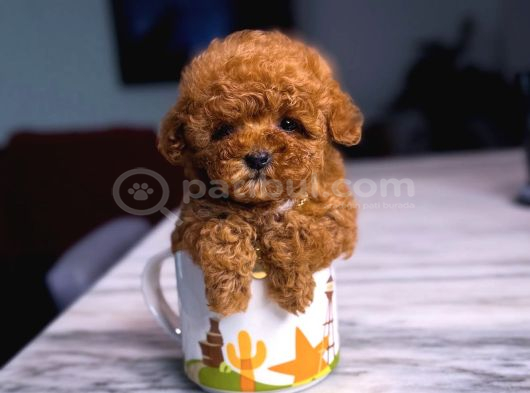 Kore Kan Poodle Mini Yavrular görsel