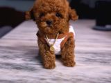 Kore Kan Poodle Mini Yavrular
