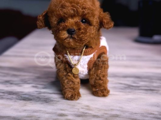 Kore Kan Poodle Mini Yavrular