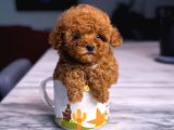 Kore Kan Poodle Mini Yavrular