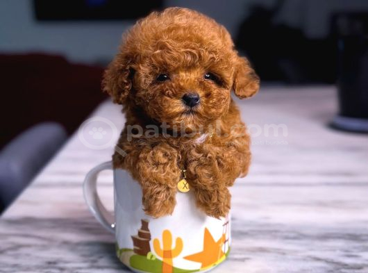 Kore Kan Poodle Mini Yavrular görsel