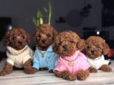 En Güzel Toy Poodle Bebekler