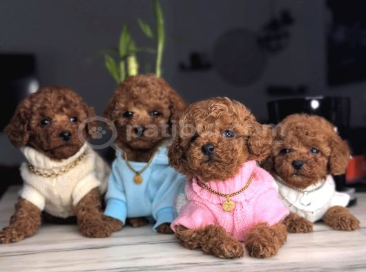En Güzel Toy Poodle Bebekler görsel