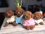 En güzel Toy Poodle Bebekler