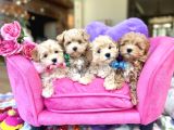 Maltipoo Sağlıklı Aşılı Yavrular