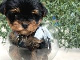 Erkek Bebek Yüz Yorkshire Terrier