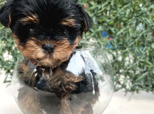 Erkek Bebek Yüz Yorkshire Terrier