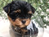 Erkek Bebek Yüz Yorkshire Terrier
