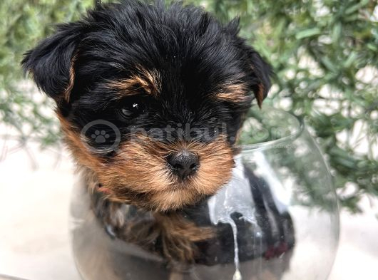 Erkek Bebek Yüz Yorkshire Terrier görsel