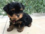 Erkek Bebek Yüz Yorkshire Terrier