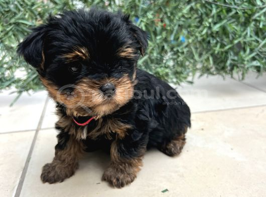 Erkek Bebek Yüz Yorkshire Terrier görsel