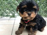 Erkek Bebek Yüz Yorkshire Terrier
