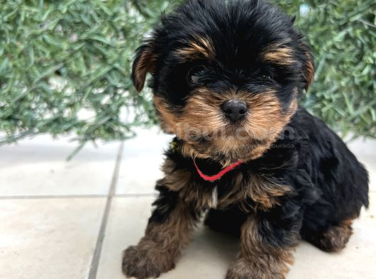 Erkek Bebek Yüz Yorkshire Terrier görsel