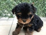 Erkek Bebek Yüz Yorkshire Terrier