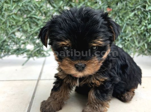 Erkek Bebek Yüz Yorkshire Terrier görsel