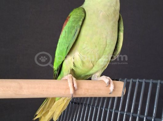 Evci̇l Alexander İri̇ Jumbo Boy görsel