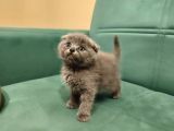 Blue ve bi color British Shorthair Scottish fold Yavrular