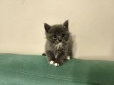 Blue Ve Bi Color British Shorthair Scottish Fold Yavrular