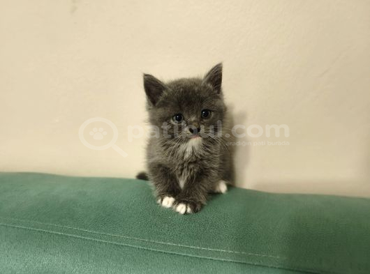 Blue Ve Bi Color British Shorthair Scottish Fold Yavrular görsel