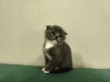 Blue Ve Bi Color British Shorthair Scottish Fold Yavrular
