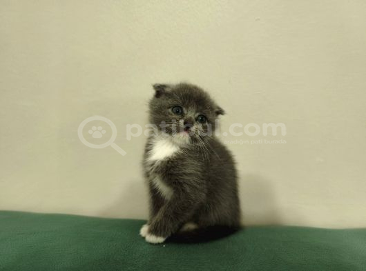 Blue Ve Bi Color British Shorthair Scottish Fold Yavrular görsel