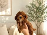 Evde Bakılan Sağlık Ve Irk Garantili Poodle Bebek
