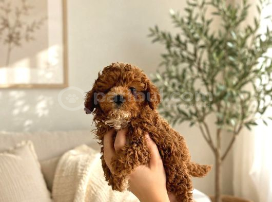 Evde Bakılan Sağlık Ve Irk Garantili Poodle Bebek görsel