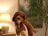 Evde bakılan sağlık ve ırk garantili poodle bebek