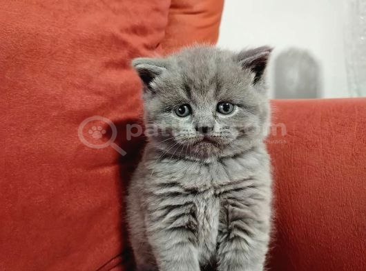 British Shortair Yavruları