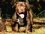 Safkan Scr Li Amerikan Bully Yavrular Rednose
