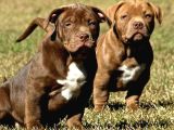 Safkan scr li amerikan bully yavrular rednose